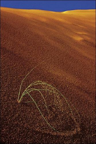 Dune Grasses, Corel Pink Sands USA